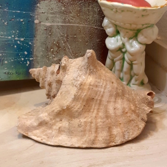 Queen Conch Sea Shell Home Beach Accent Decor